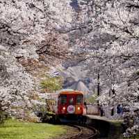 🌸名古屋 | 原以為嵐山電車已美極，直至我來到這裡…