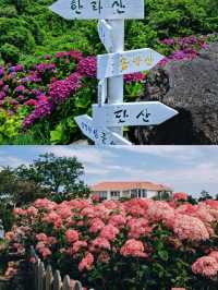 春日繡球花地圖：濟州島篇