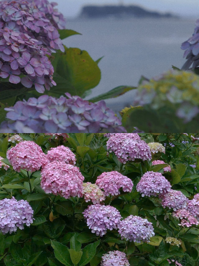 春日繡球花地圖：鎌倉篇