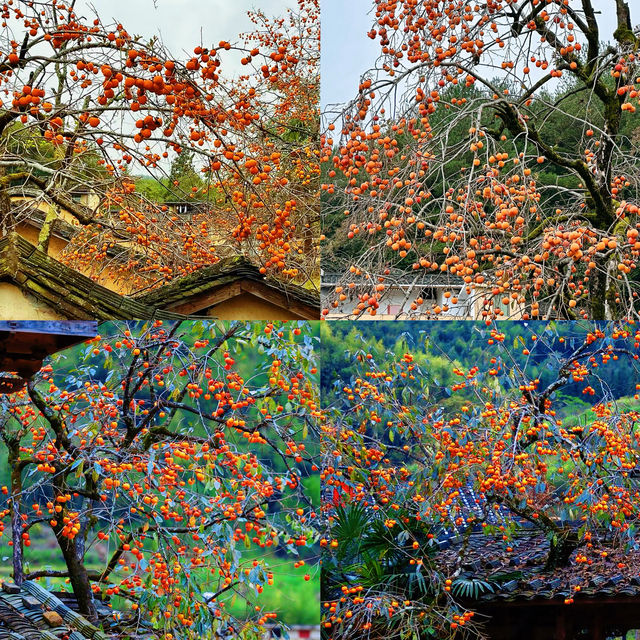 屏南兩天一夜遊攻略（龍潭古鎮，廈地村）