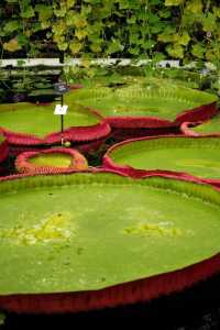 Explore Kew Gardens: A Journey into the Movies