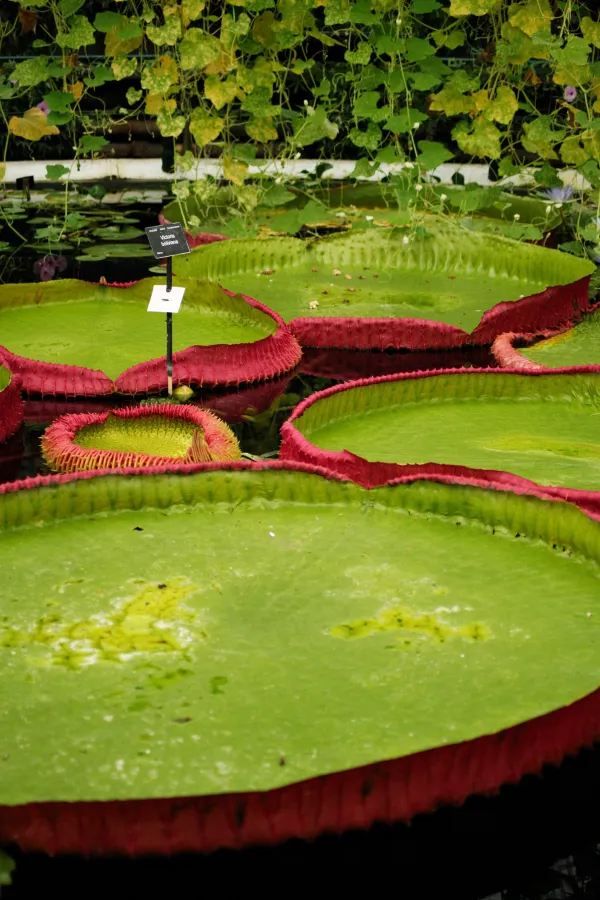 Explore Kew Gardens: A Journey into the Movies