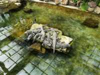 上海動物園，春遊好去處