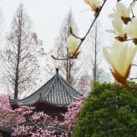驚！武漢新增私藏櫻花拍攝點🌸
