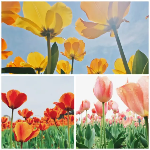 Experience the romantic encounter of cherry blossoms and tulips this spring!