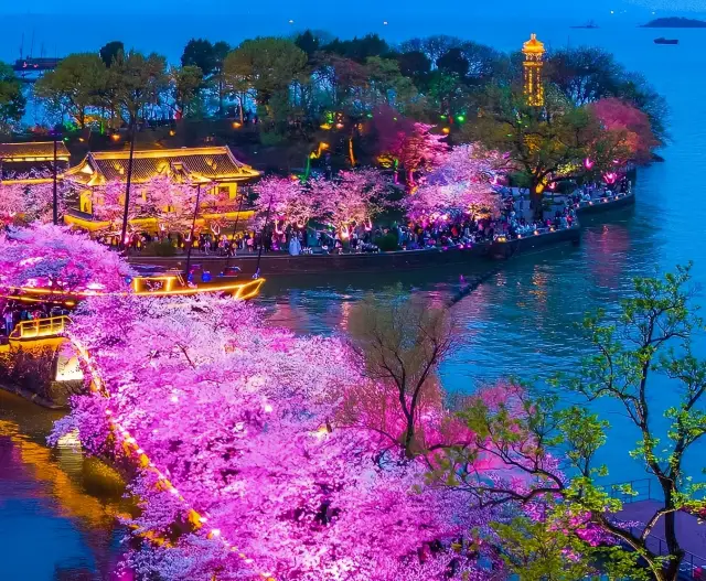 The Complete Guide to the 2025 Cherry Blossom Season at Wuxi Taihu Yuantouzhu!