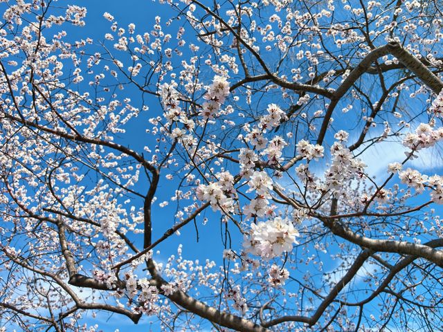 頤和園賞花攻略｜京城頂流山桃花開了