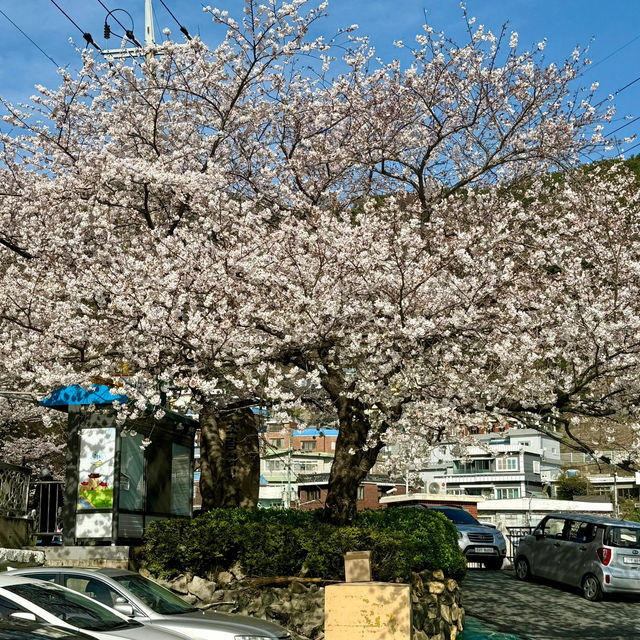 🇰🇷釜山的春天，只去這5個地方就夠了！