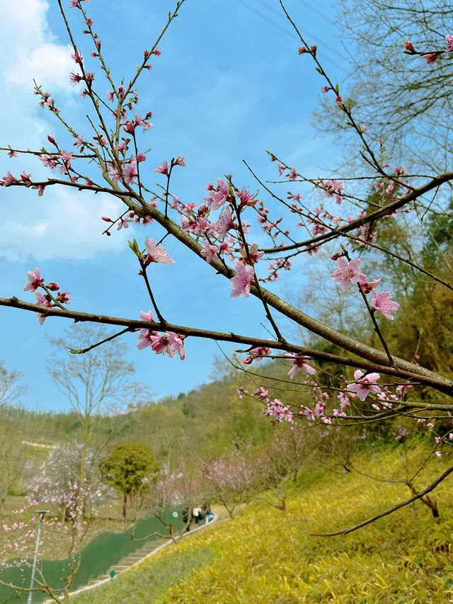 崇州竹藝公園徒步地圖來啦！週末吸氧計劃