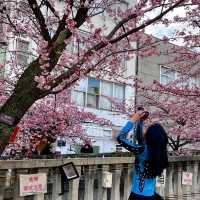 3月行程還沒安排？日本本州櫻花季，錯過等一年！