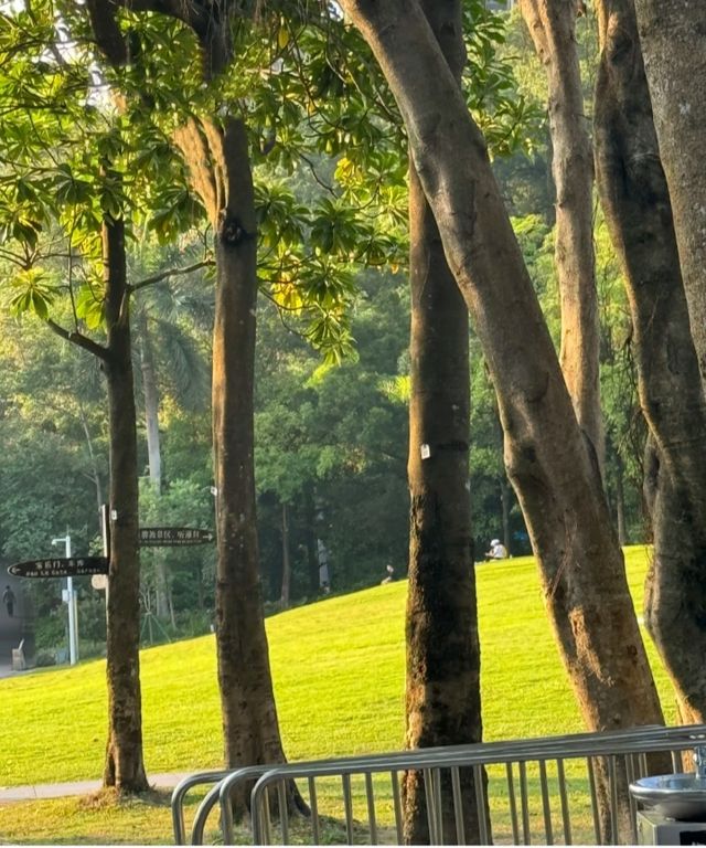 寶安公園｜喺綠樹成蔭嘅公園入面搵到寧靜時光！