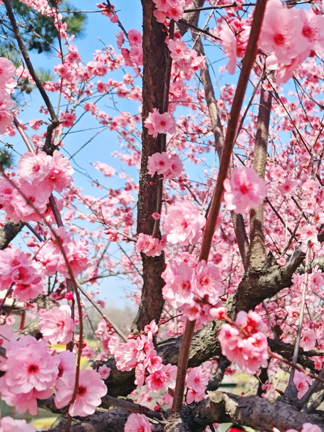 The Suzhou Mudu Ancient Town Peach Blossom Viewing Guide is here!