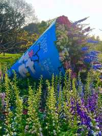 🌼深圳筆架山公園花海，美到失語！