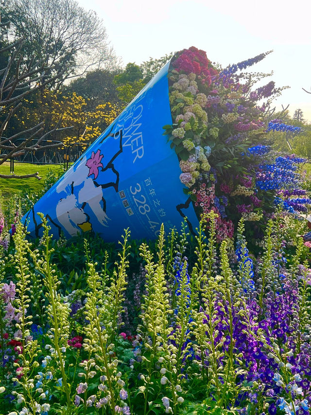 🌼深圳筆架山公園花海，美到失語！