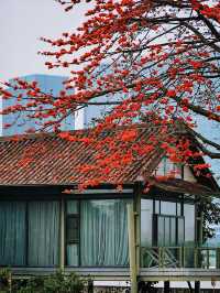 醉美木棉｜紅色蔓延到了廣州喜臨院