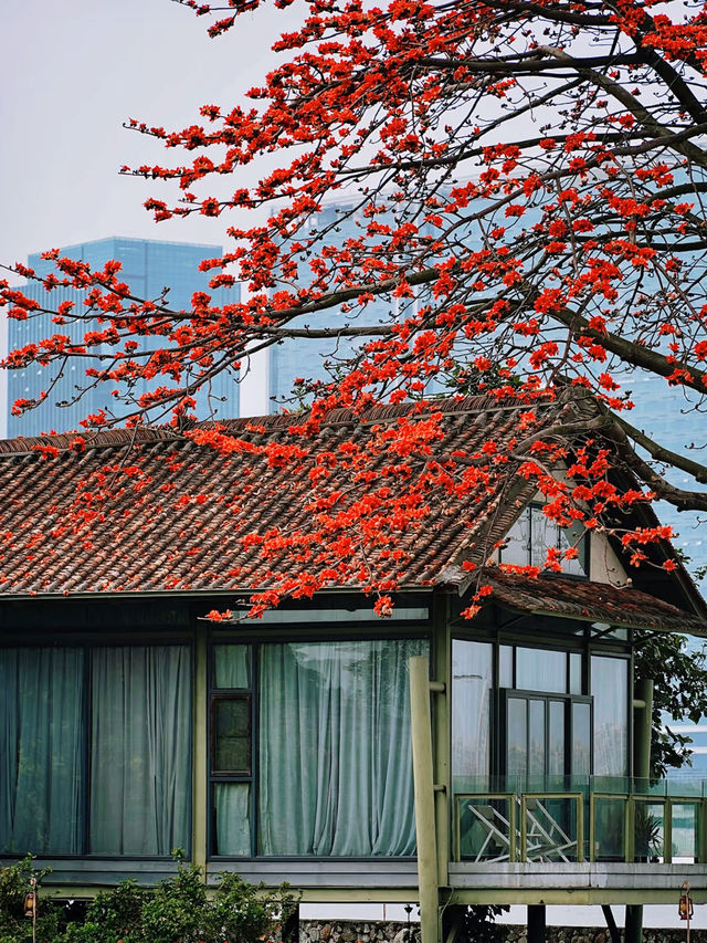 醉美木棉｜紅色蔓延到了廣州喜臨院