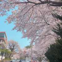 釜山限定浪漫🌸 迎月路海邊櫻花嘉年華