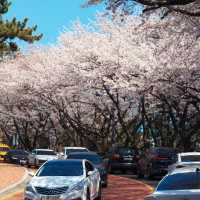 必衝釜山！海與櫻花同框打卡勝地🌸