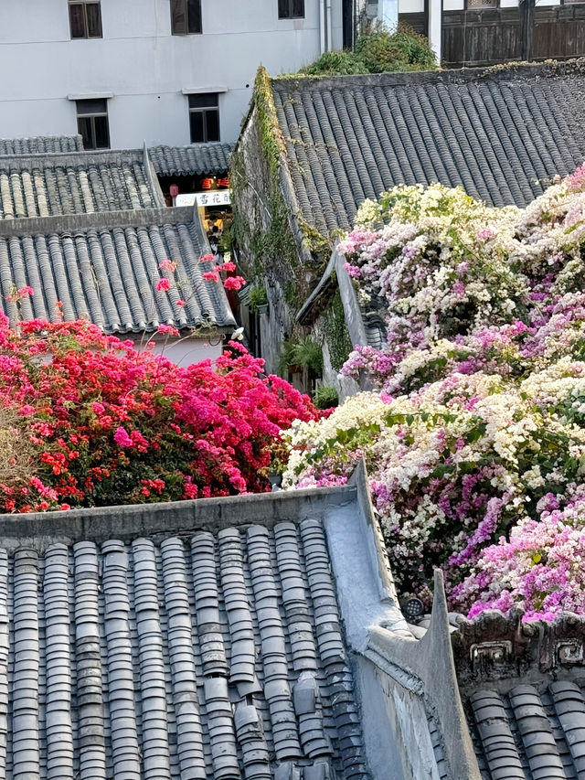 甘坑古鎮，三角梅的絢麗之約