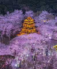 4月嚟無錫睇櫻花！建議直接複製呢條路線！