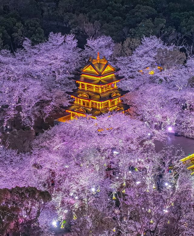 4月嚟無錫睇櫻花！建議直接複製呢條路線！
