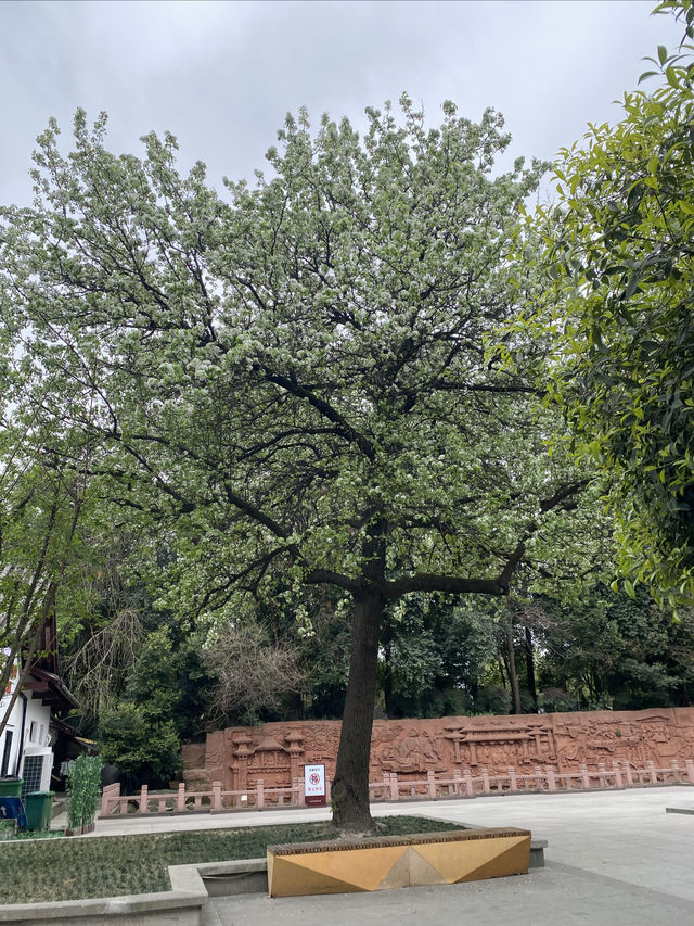 救命呀！成都呢個公園已經被花海包圍咗
