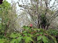 Purple Bamboo Park in Beijing: Pure Tranquility Hideout