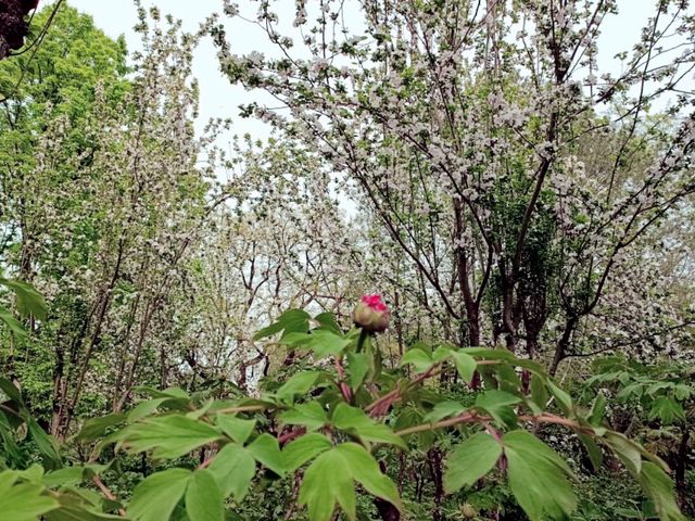 Purple Bamboo Park in Beijing: Pure Tranquility Hideout