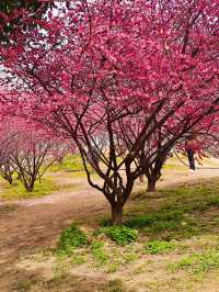 鄭州｜西流湖公園｜春日限定｜梅櫻共舞的浪漫奇遇