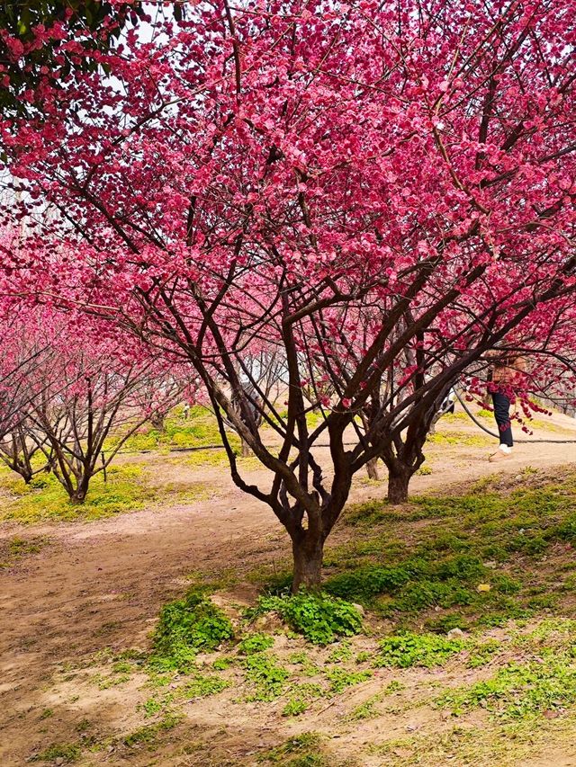 鄭州｜西流湖公園｜春日限定｜梅櫻共舞的浪漫奇遇