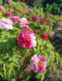 花開時節再逢君！