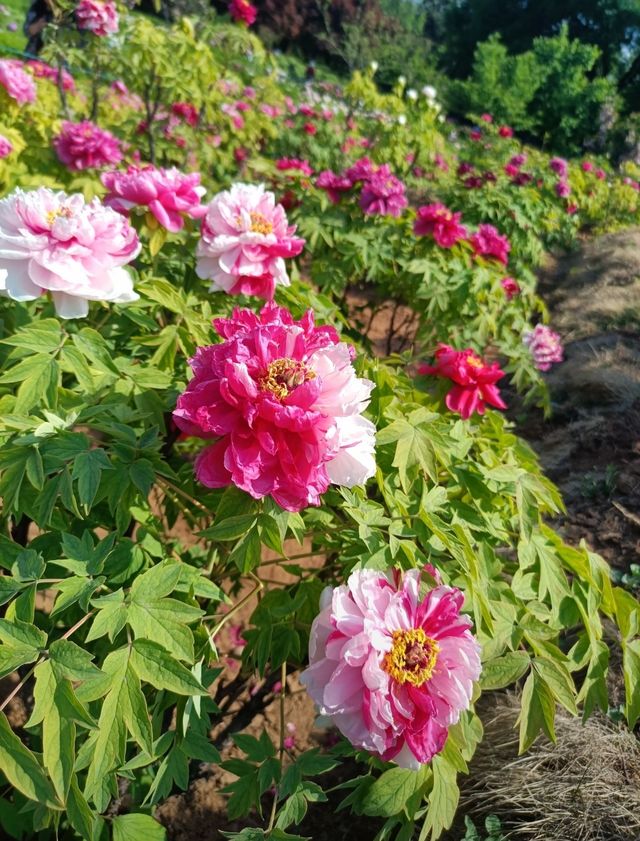 花開時節再逢君！