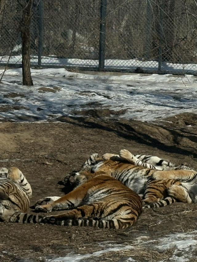 4 Days in Harbin