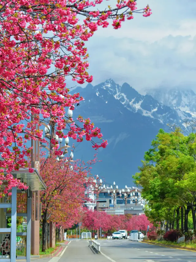 麗江|邂逅一場花海編織的綺夢