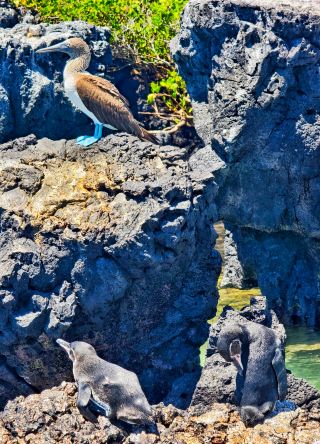 My 233 Journey: Galapagos Islands-Isabela Island Marine Iguanas and Blue-footed Boobies