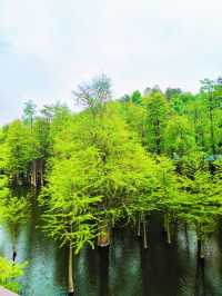 青山湖 | 邂逅城市中的詩意水鄉，開啟靜謐湖居之旅