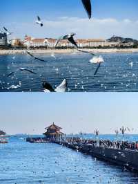 青島第一次來，這些坑千萬別踩！