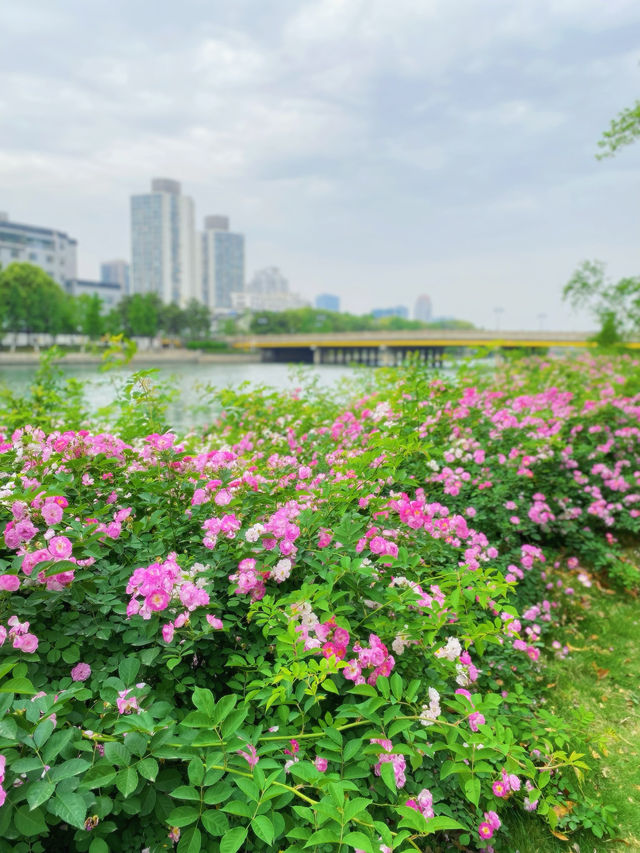 蘇州護城河City walk