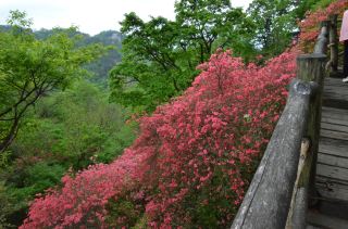 10-Day Tour in Hubei and Anhui - Azalea Route for the Elderly