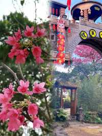 被阿爸阿媽讚爆！湛江4天3夜神仙賞花路線