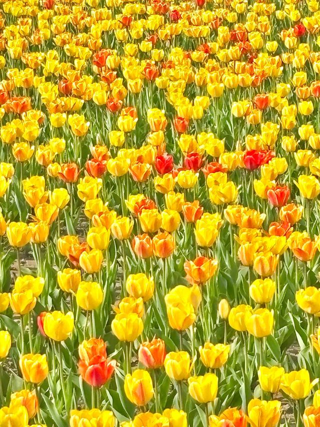 北陵公園：一座皇陵嘅日常美學