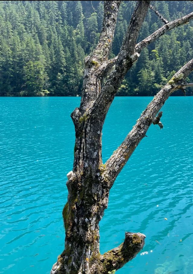 九寨溝旅行攻略｜解鎖童話世界的夢幻之旅