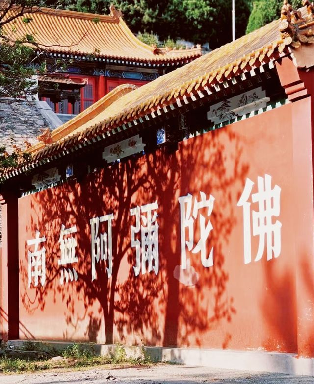 唐山遵化禪林寺古銀杏風景園參觀攻略