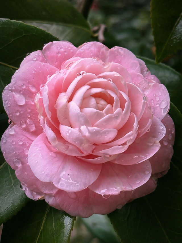 杭州呢個小眾秘境藏住初春嘅墜落美學