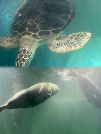 青島海底世界｜潛入夢幻藍色世界，與鯊魚共舞，美到窒息！