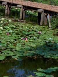南京小眾寶藏地 | 池杉湖國家濕地公園