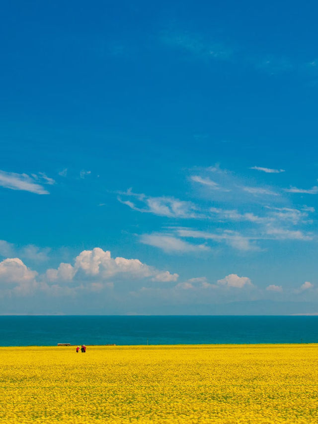 青海湖油菜花旅遊攻略｜邂逅金黃花海