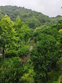 雨落金九道：苔痕石徑裡的中韓情誼與山野清歡