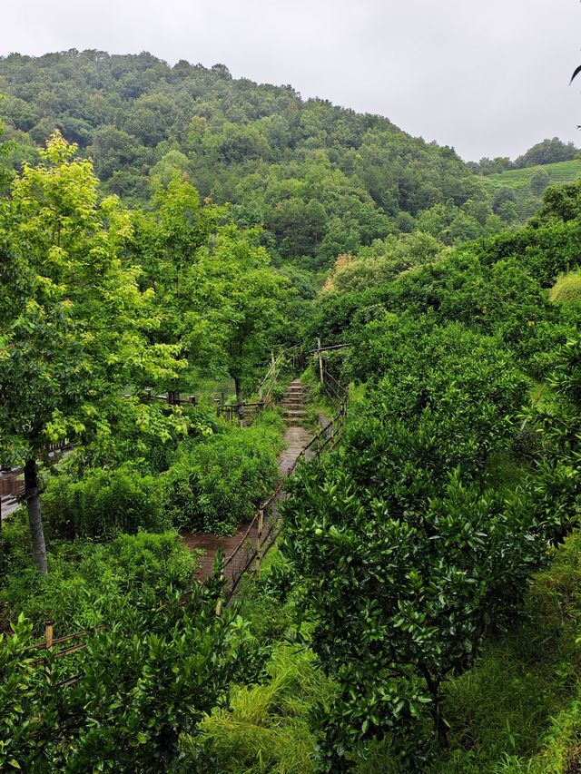 雨落金九道：苔痕石徑裡的中韓情誼與山野清歡