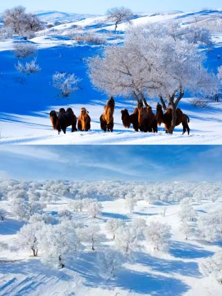 A must-do winter road trip: 4-day Xilingol snow adventure!